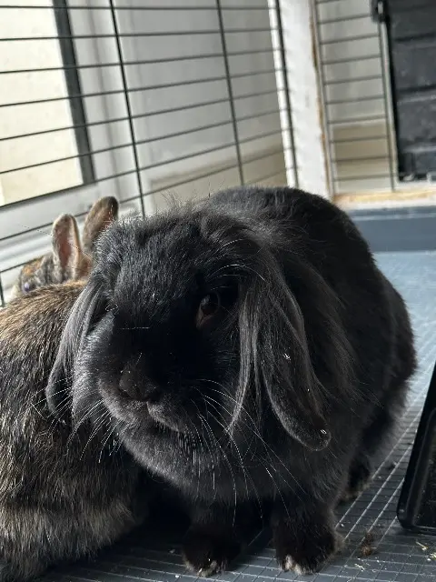 animal lost   14320 Saint-Martin-de-May Ben