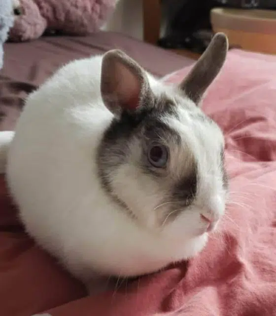 animal lost   14400 Bayeux Soussoutte