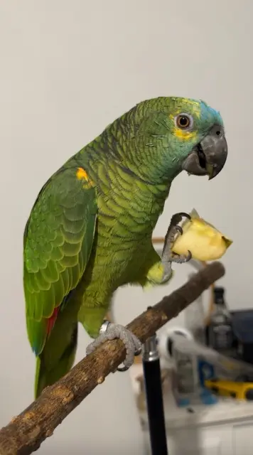 animal lost   17440 Aytré Lola