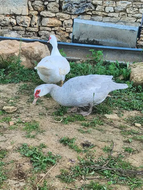 animal lost   17770 Juicq Pissenlit