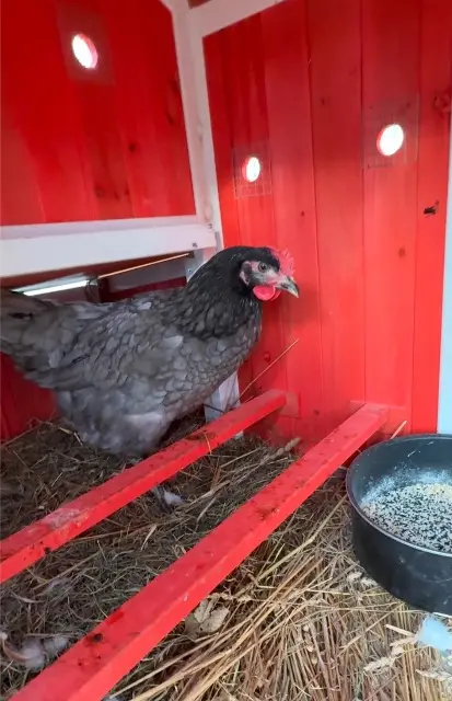 animal lost   19460 Naves Grisette