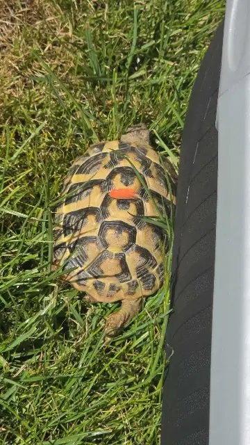 animal lost   22610 Pleubian Bonnie