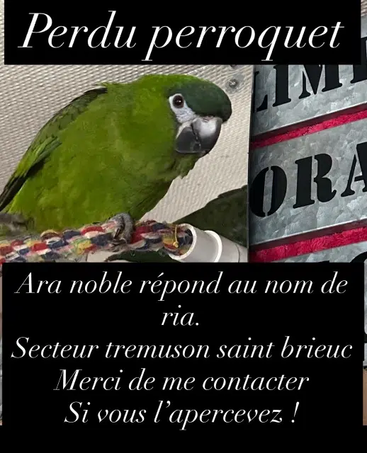 animal lost   22440 Trémuson Ria