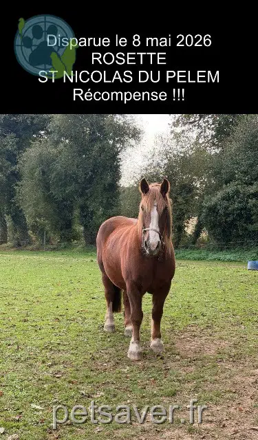 animal lost   22480 Saint-Nicolas-du-Pélem Rosette