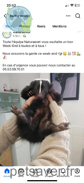 animal lost   24460 Saint-Front-d'Alemps Morticia