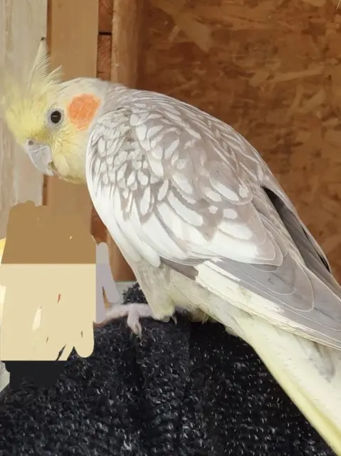 animal lost   25320 Byans-sur-Doubs Lulu