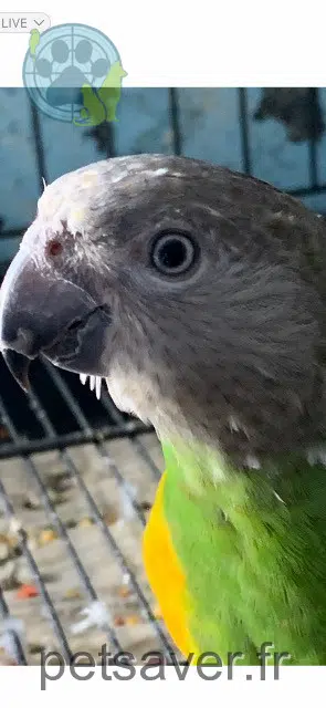 animal lost   29770 Audierne Bella