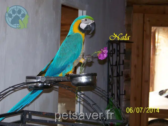 animal lost   29150 Dinéault Blue