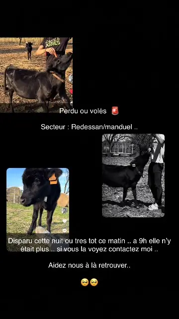 animal perdida 30129 Manduel Princess animal lost 30129 Manduel Princess