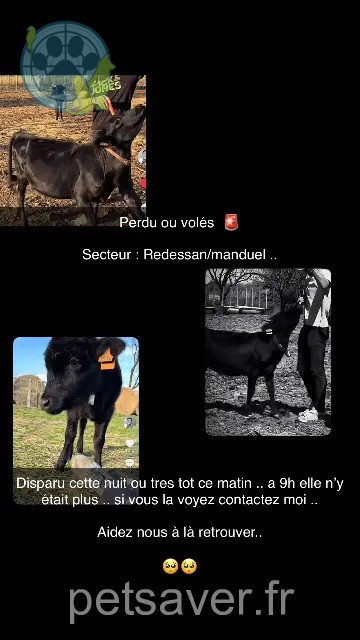 animal perdue 30129 Manduel Princess animal lost 30129 Manduel Princess