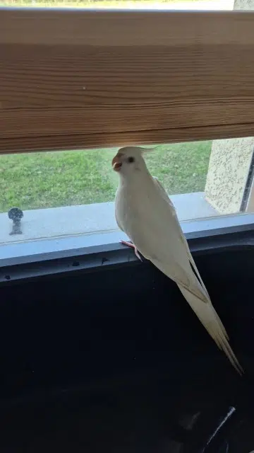 animal lost   31360 Sepx Kyra