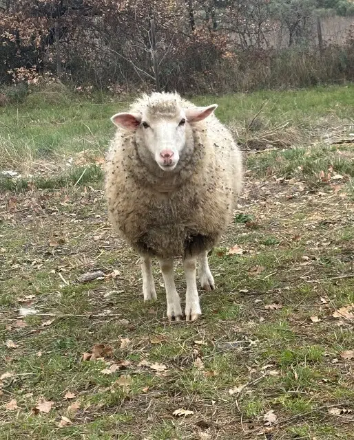 animal lost   34120 Pézenas Ela