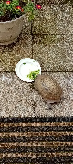 animal lost   35400 Saint-Malo Plastic