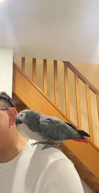 animal lost   37400 Amboise Lucky