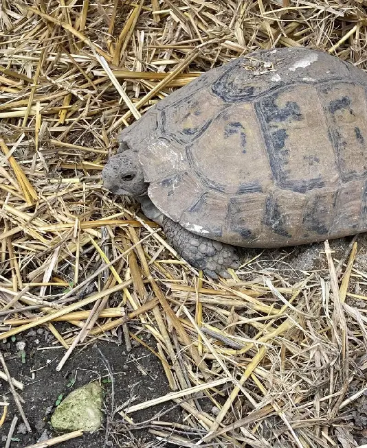 animal lost  D 750 37160 La Celle-Saint-Avant Vieille tortue