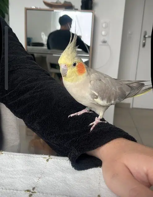 animal lost   38320 Eybens Piccolo