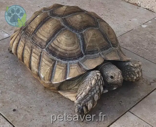 animal lost   38150 Bougé-Chambalud Églantine