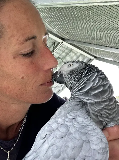 animal lost   40550 Léon Lilly