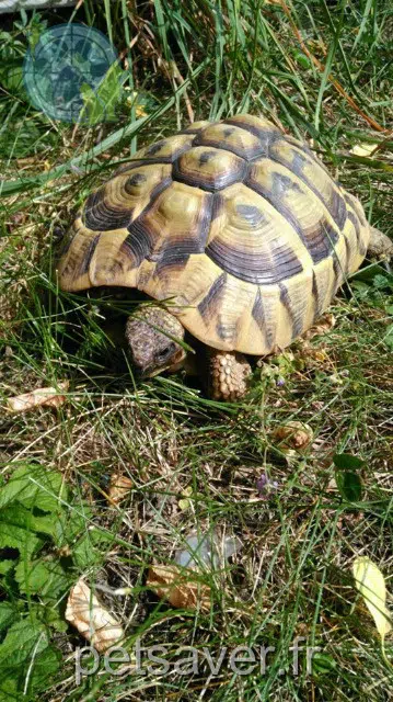 animal lost   43000 Aiguilhe Jojo