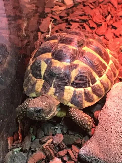 animal lost   45400 Semoy Tina