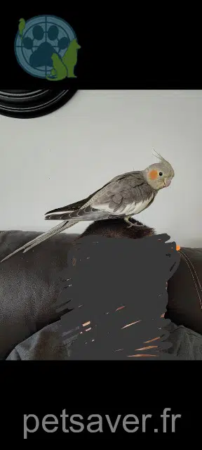 animal lost   51450 Bétheny Choupette