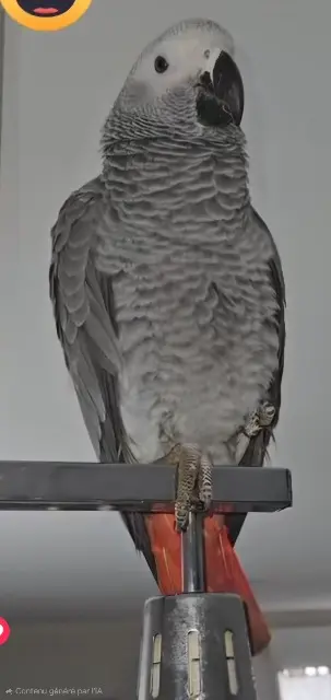 animal lost   52290 Humbécourt Aya