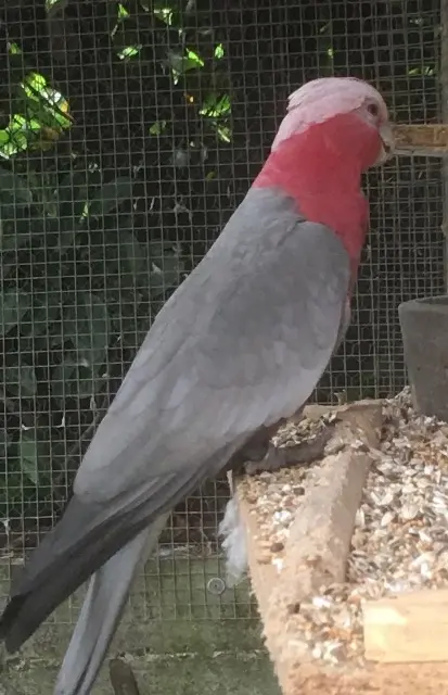 animal lost   53000 Laval Lila