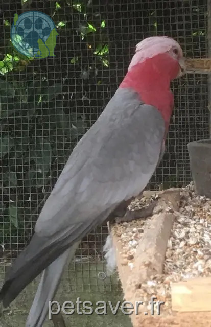 animal lost 53000 Laval Lila animal lost 53000 Laval Lila