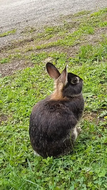 animal lost   54136 Bouxières-aux-Dames Hendy