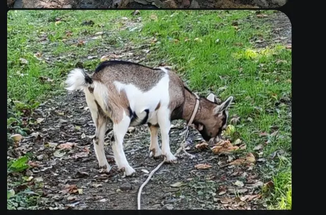 animal lost   56130 Saint-Dolay Calina