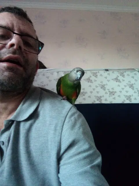 animal lost   56100 Lorient Liviou