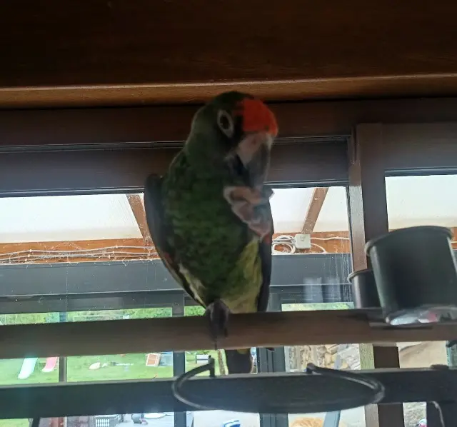 animal lost   58150 Saint-Andelain Bella