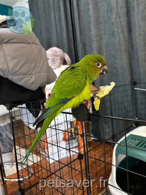 dier lost   59290 Wasquehal Conure