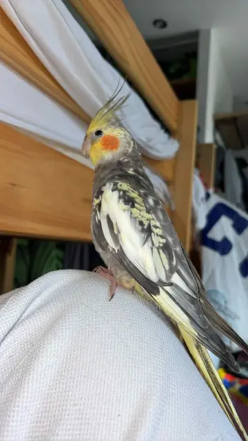 animal lost   59690 Vieux-Condé Misha