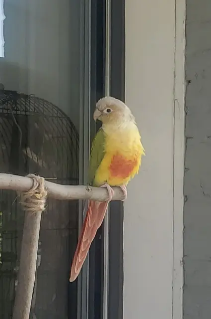 animal lost   59290 Wasquehal Moka