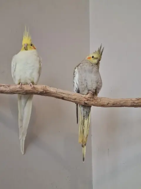 animal lost   59200 Tourcoing Tartine