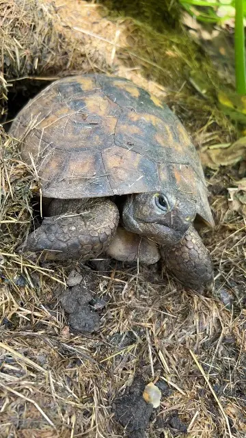 animal lost   59300 Valenciennes Tortue