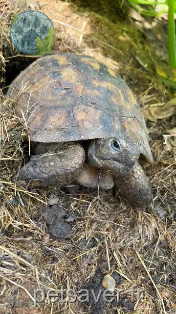 animal lost 59300 Valenciennes Tortue animal lost 59300 Valenciennes Tortue