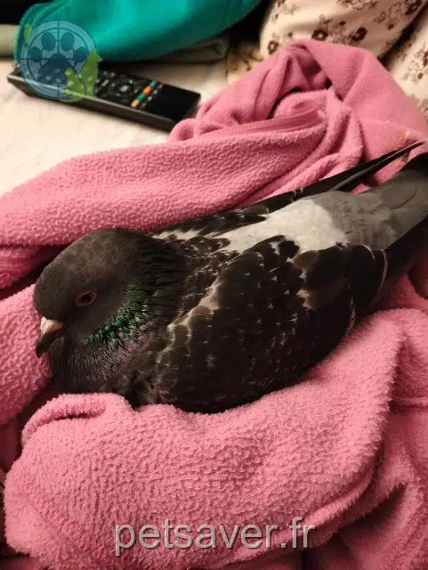 animal lost   62930 Wimereux Mignonne