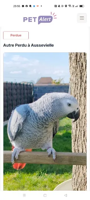 animal lost   64230 Aussevielle Maggie