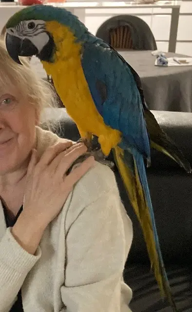 animal lost   64230 Lescar Maya