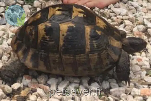 animal lost   66140 Canet-en-Roussillon Nini
