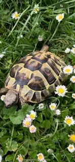 animale persa 67590 Schweighouse-sur-Moder Tixie animale lost 67590 Schweighouse-sur-Moder Tixie