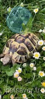 animal perdue 67590 Schweighouse-sur-Moder Tixie animal lost 67590 Schweighouse-sur-Moder Tixie