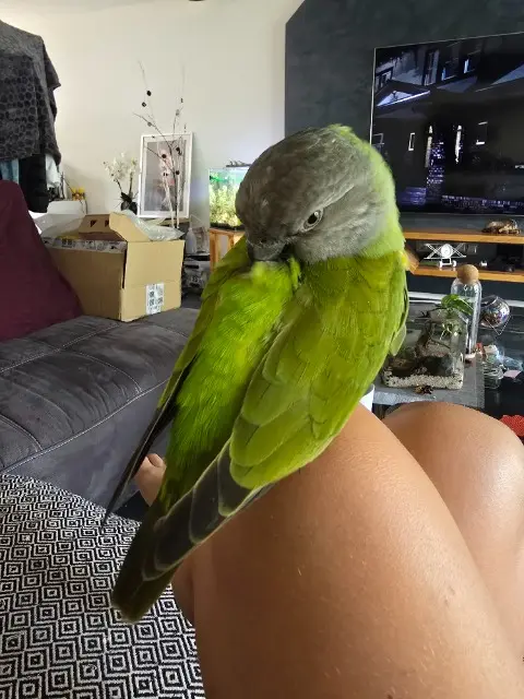 animal lost   68220 Hégenheim Kiwi