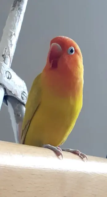 animal lost   68000 Colmar Mango