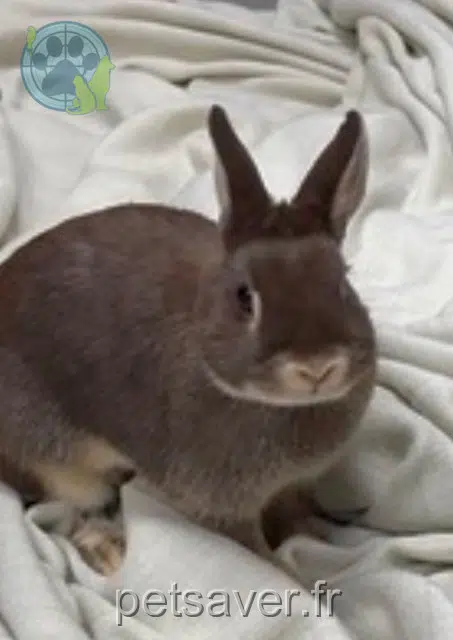 animal lost   68400 Riedisheim Miel