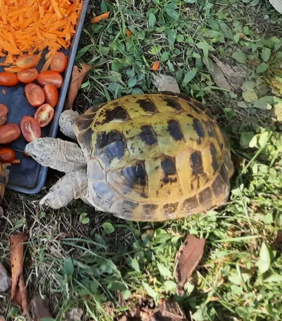 animal lost   68720 Zillisheim Roquette