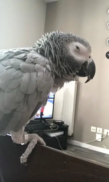 animal lost    Lyon Zafira