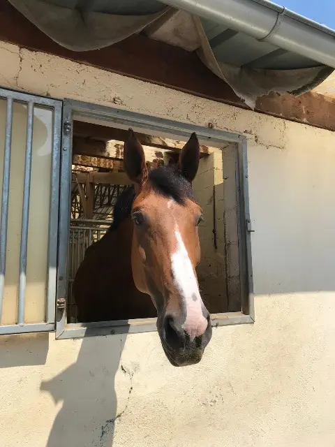 animal lost   74140 Sciez Belle